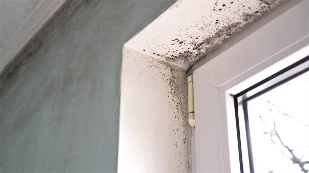 Best Commercial Mold Inspection  in Pierce City, MO